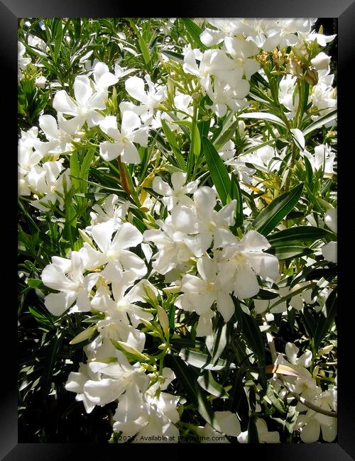 White oleanders Framed Print by Stephanie Moore
