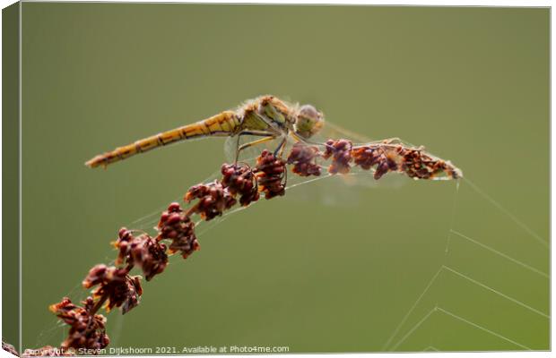 A yellow dragonfly on a red branch Canvas Print by Steven Dijkshoorn