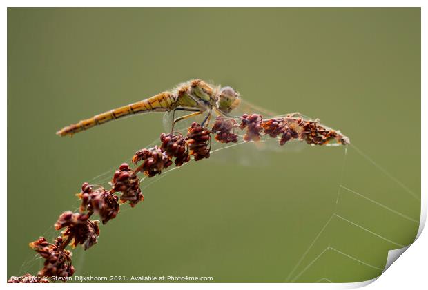 A yellow dragonfly on a red branch Print by Steven Dijkshoorn