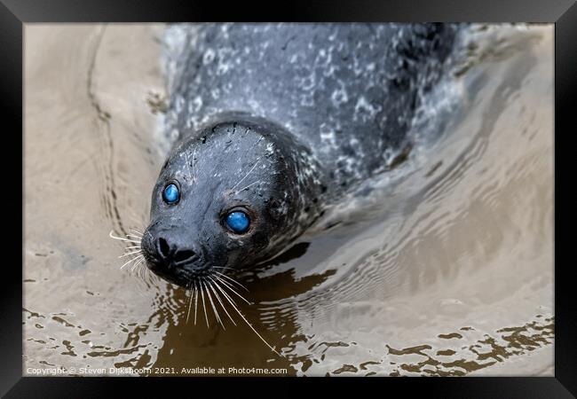 A seal with blue eyes in the water Framed Print by Steven Dijkshoorn