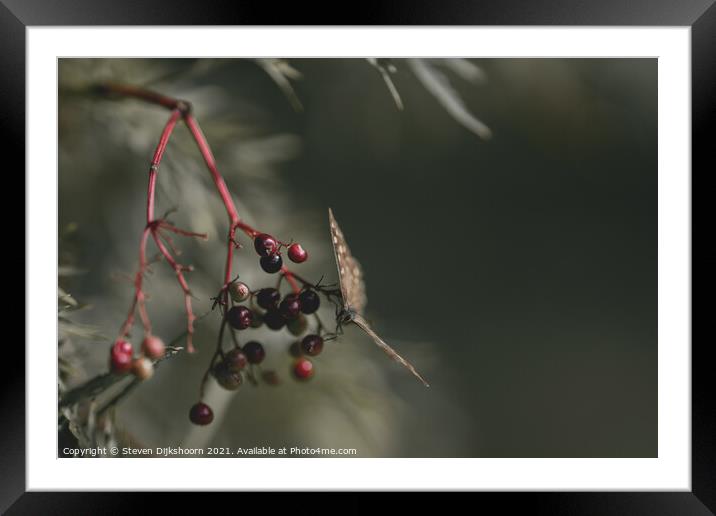 Butterfly on a branch with red berries Framed Mounted Print by Steven Dijkshoorn