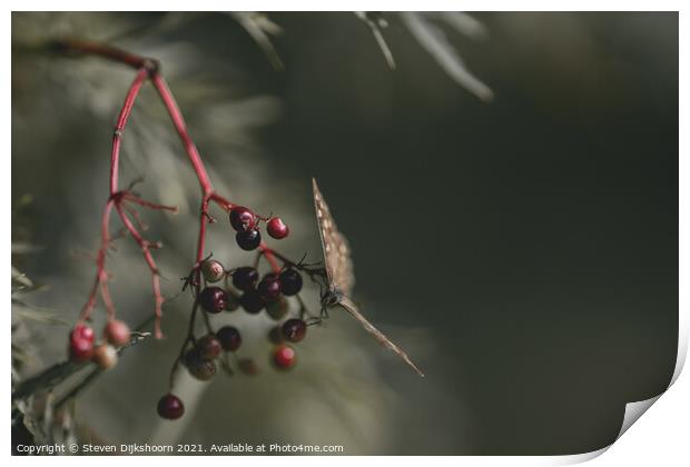 Butterfly on a branch with red berries Print by Steven Dijkshoorn