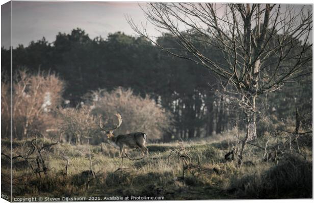 A deer with beautiful antlers in a Dutch landscape Canvas Print by Steven Dijkshoorn