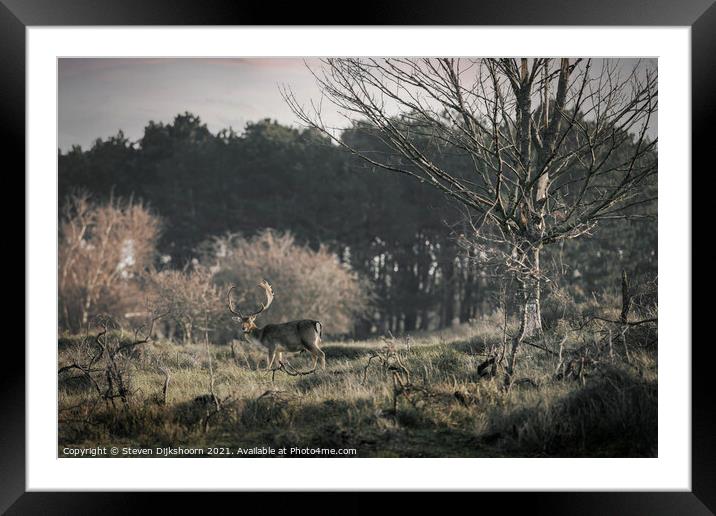 A deer with beautiful antlers in a Dutch landscape Framed Mounted Print by Steven Dijkshoorn