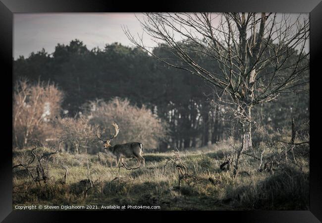 A deer with beautiful antlers in a Dutch landscape Framed Print by Steven Dijkshoorn