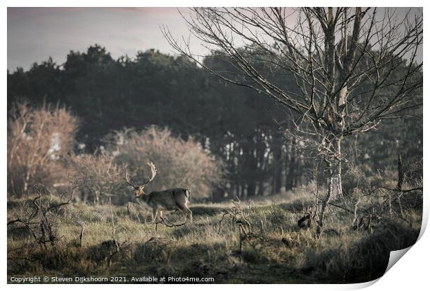 A deer with beautiful antlers in a Dutch landscape Print by Steven Dijkshoorn