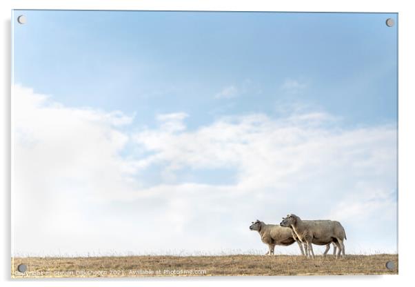A herd of sheep and a bird Acrylic by Steven Dijkshoorn