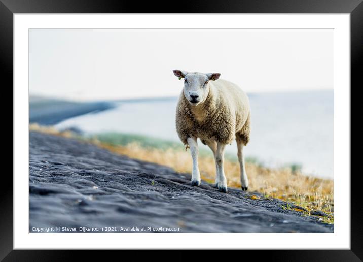 A sheep on the beach in the Netherlands Framed Mounted Print by Steven Dijkshoorn