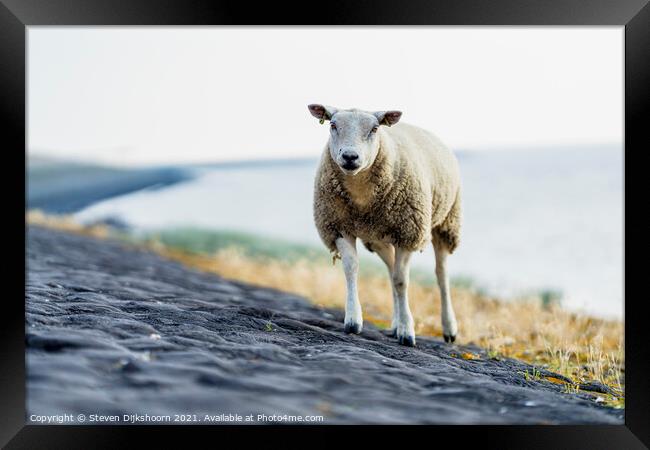 A sheep on the beach in the Netherlands Framed Print by Steven Dijkshoorn