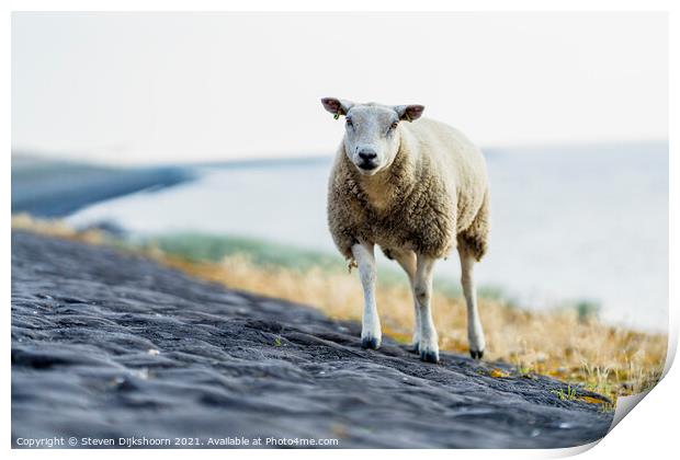 A sheep on the beach in the Netherlands Print by Steven Dijkshoorn