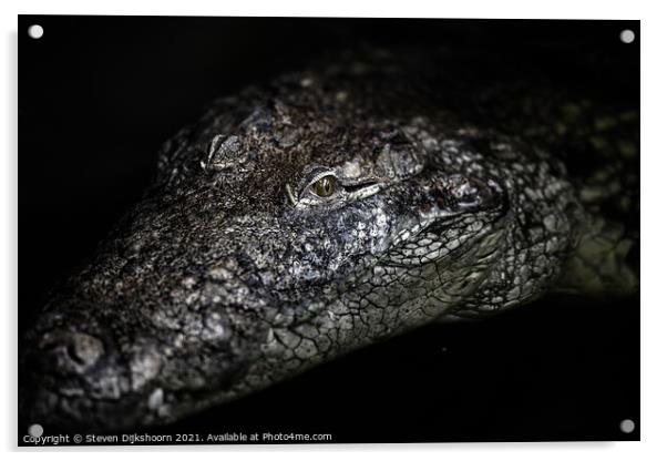 The portrait of a crocodile Acrylic by Steven Dijkshoorn