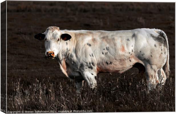 A dutch cow in the meadow Canvas Print by Steven Dijkshoorn
