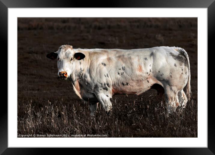A dutch cow in the meadow Framed Mounted Print by Steven Dijkshoorn