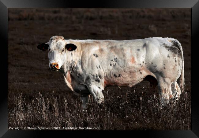 A dutch cow in the meadow Framed Print by Steven Dijkshoorn