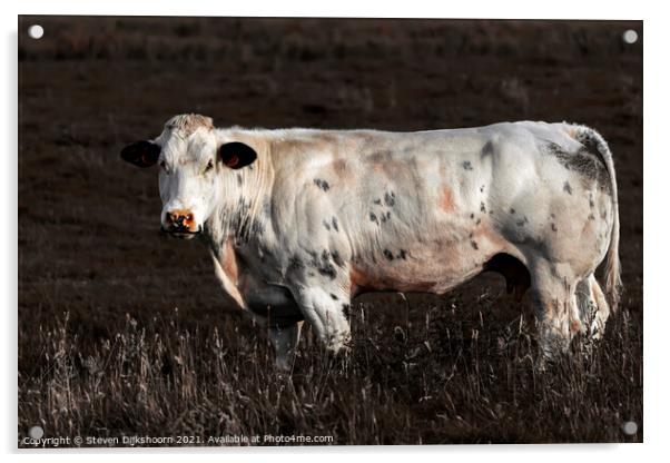 A dutch cow in the meadow Acrylic by Steven Dijkshoorn