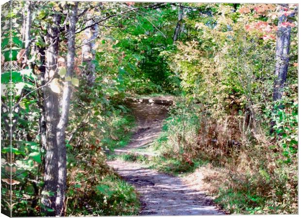 Forest path Canvas Print by Stephanie Moore