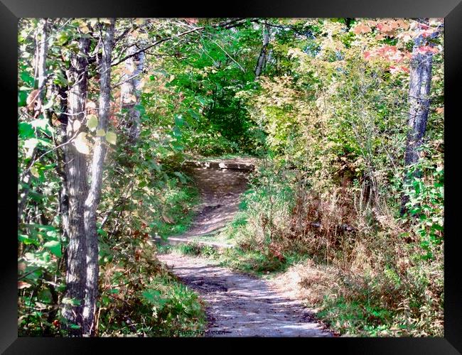 Forest path Framed Print by Stephanie Moore