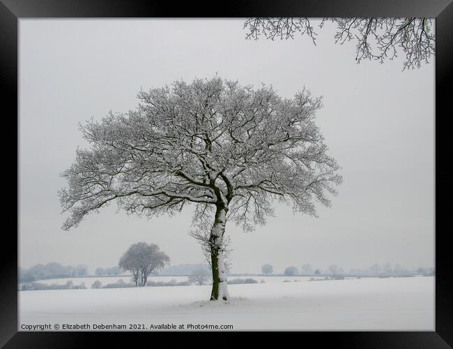 Lone Oak tree in Snow 2 Framed Print by Elizabeth Debenham
