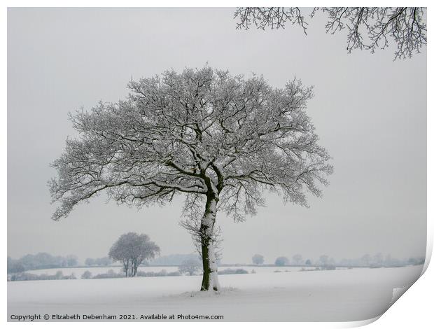 Lone Oak tree in Snow 2 Print by Elizabeth Debenham