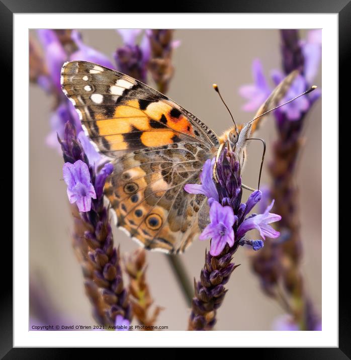 Painted Lady Butterfly Framed Mounted Print by David O'Brien
