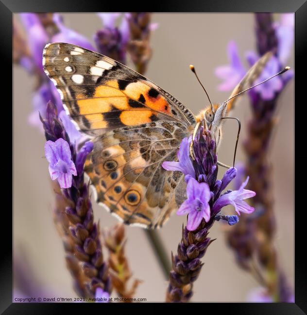 Painted Lady Butterfly Framed Print by David O'Brien