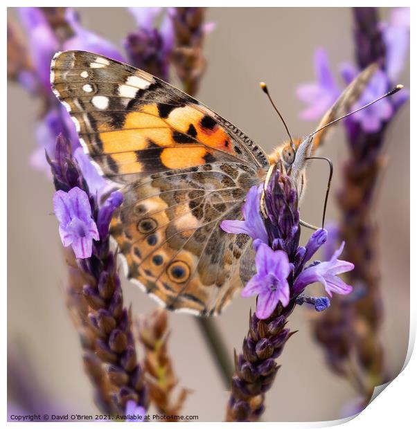 Painted Lady Butterfly Print by David O'Brien