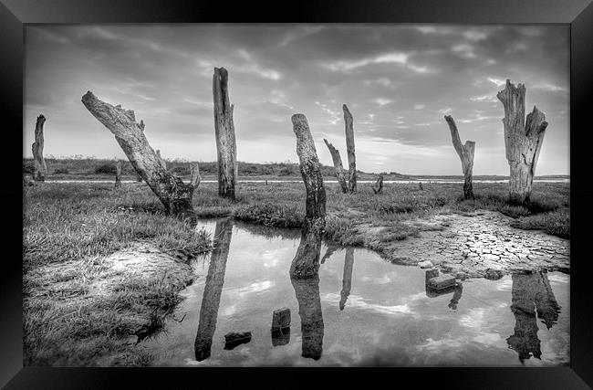 The Drowned Trees Of Thornham Framed Print by Mike Sherman Photog