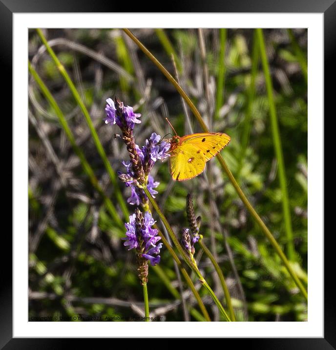 Cloudy Yellow Butterfly Framed Mounted Print by David O'Brien