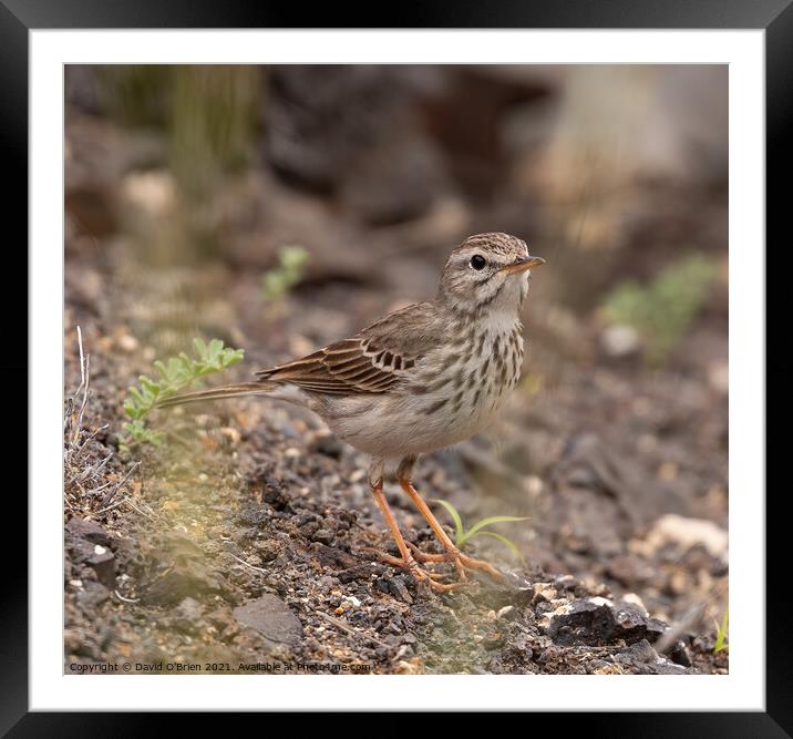 Berthelot's Pipit Framed Mounted Print by David O'Brien