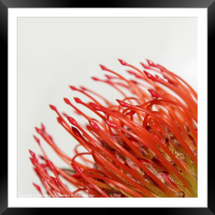 Abstract Red Protea Flower Framed Mounted Print by Imladris 