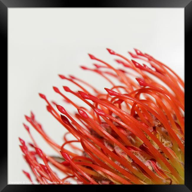 Abstract Red Protea Flower Framed Print by Imladris 