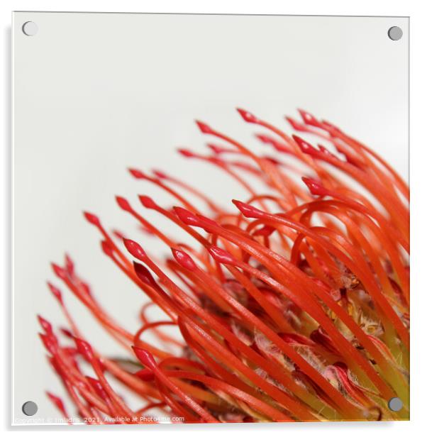 Abstract Red Protea Flower Acrylic by Imladris 