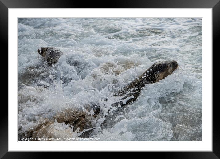 Seal wild at Porthtowan beach, Cornwall  sealpups, Framed Mounted Print by kathy white