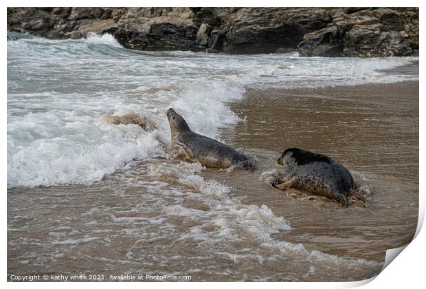 Seal wild, entering the water from the beach,Corni Print by kathy white