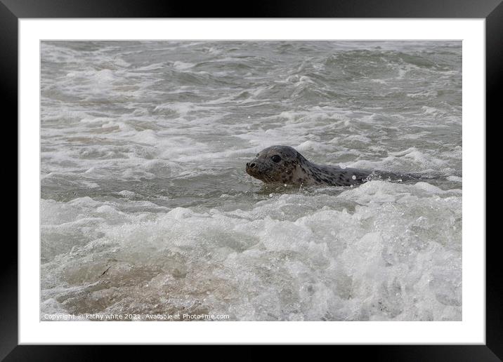 Cornish seal swiming  free,Cornish seals Framed Mounted Print by kathy white