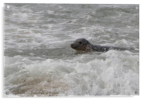 Cornish seal swiming  free,Cornish seals Acrylic by kathy white