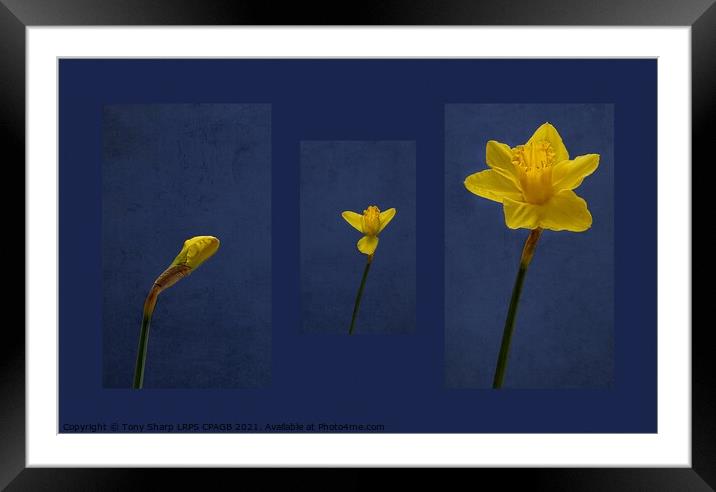FROM BUD TO BLOOM Framed Mounted Print by Tony Sharp LRPS CPAGB
