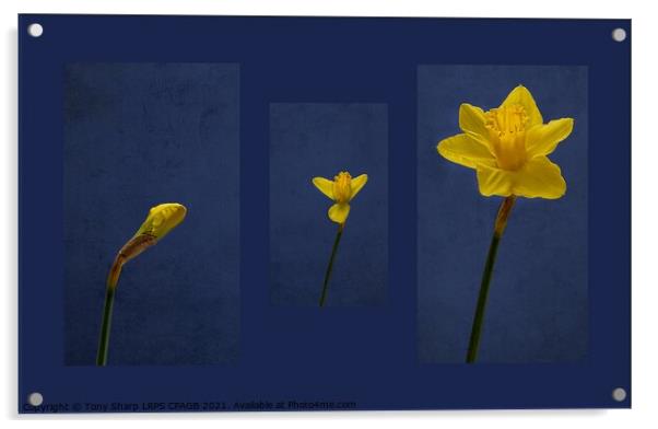 FROM BUD TO BLOOM Acrylic by Tony Sharp LRPS CPAGB