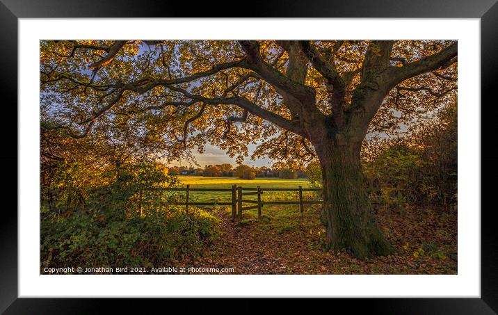 Golden Oak, Hutton Country Park Framed Mounted Print by Jonathan Bird