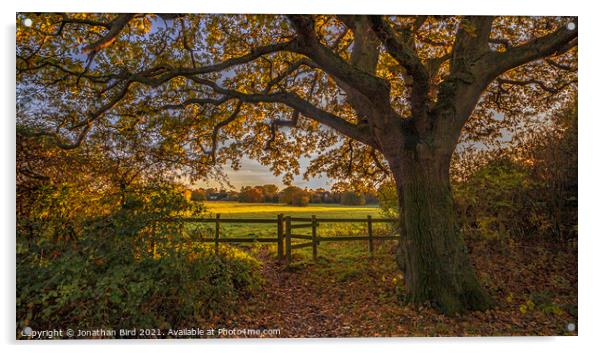 Golden Oak, Hutton Country Park Acrylic by Jonathan Bird