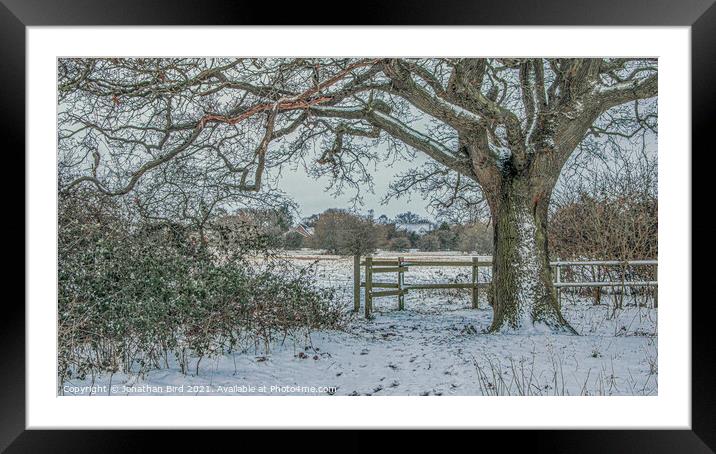 Winter Oak, Hutton Country Park Framed Mounted Print by Jonathan Bird