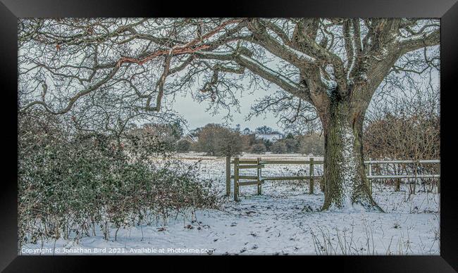 Winter Oak, Hutton Country Park Framed Print by Jonathan Bird