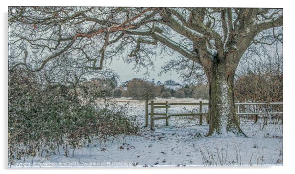 Winter Oak, Hutton Country Park Acrylic by Jonathan Bird