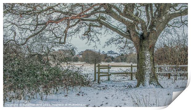 Winter Oak, Hutton Country Park Print by Jonathan Bird
