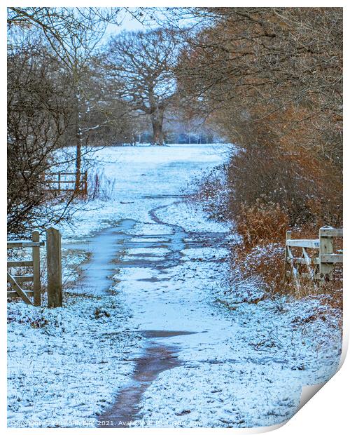 Winter, Hutton Country Park  Print by Jonathan Bird
