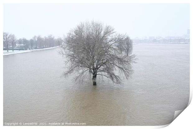 Lone tree during the flooding of the river Rhine i Print by Lensw0rld 