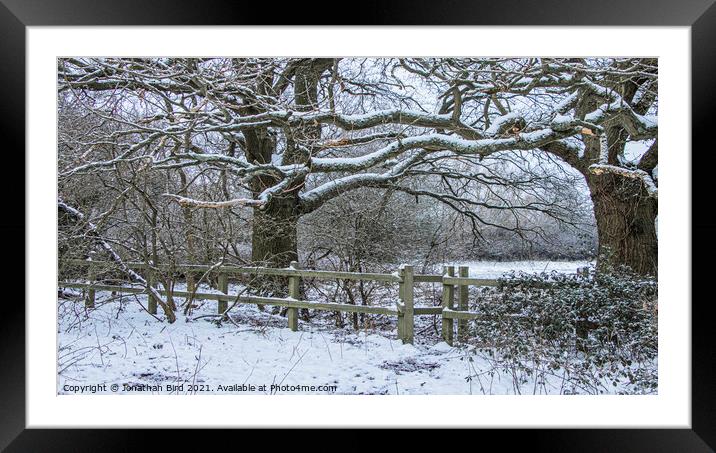 Wintery Oaks, Hutton Country Park Framed Mounted Print by Jonathan Bird