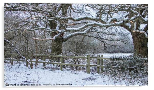 Wintery Oaks, Hutton Country Park Acrylic by Jonathan Bird