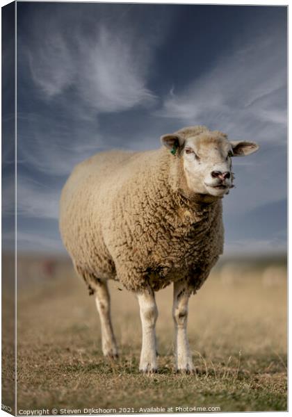 Sheep portrait in the meadow Canvas Print by Steven Dijkshoorn