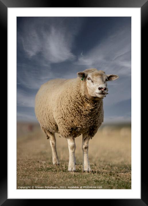Sheep portrait in the meadow Framed Mounted Print by Steven Dijkshoorn